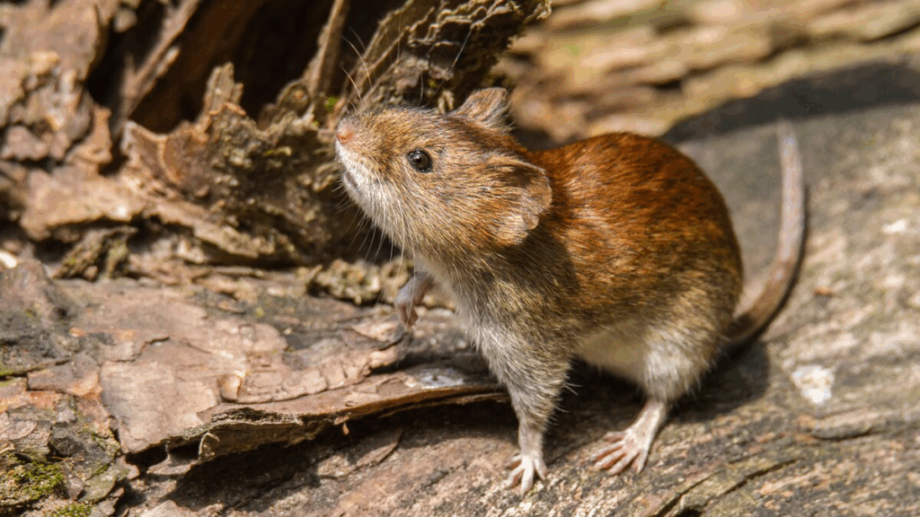 hantavirus