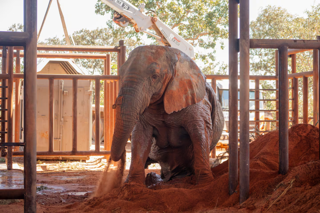 Murió Kenya, la última elefanta que estuvo en cautiverio en la Argentina
