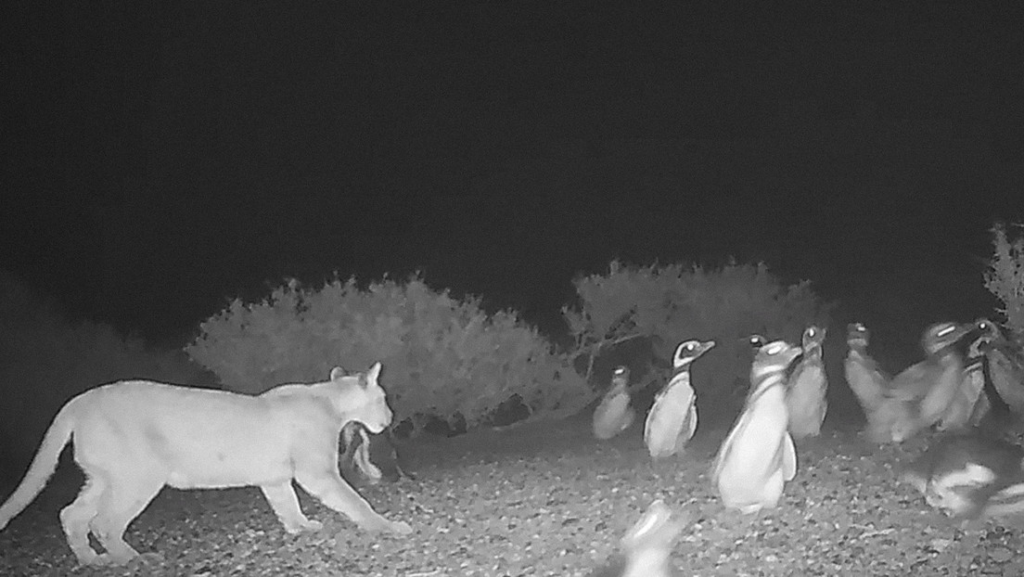 pumas