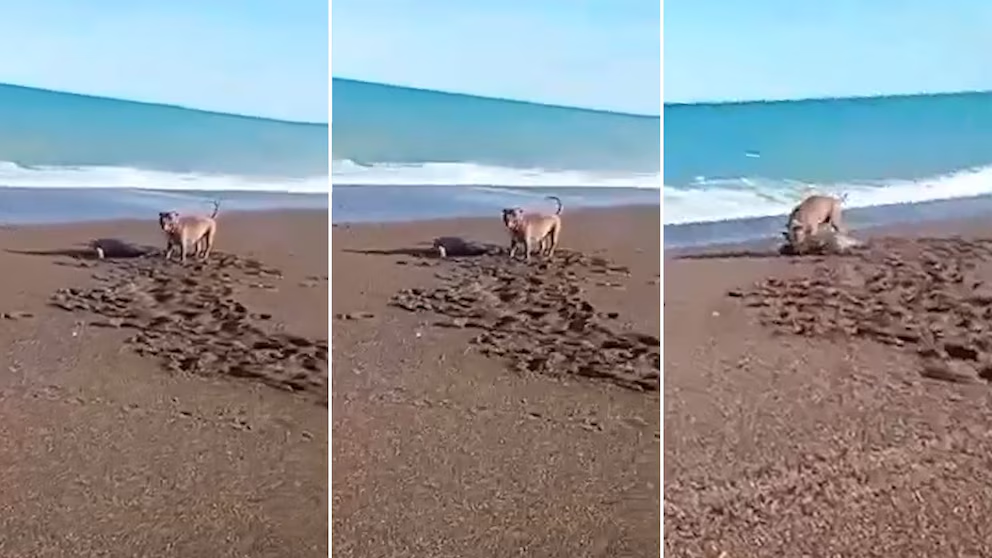 chubut pitbull atacó lobo marino playa