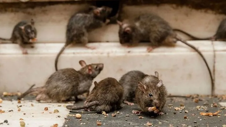 mujer fallecimiento hantavirus santa fe