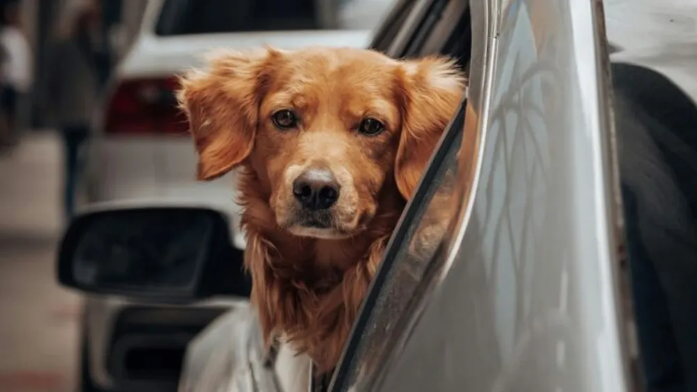 La provincia es un horno: ¿cómo cuidar a los animales los días de mucho calor?