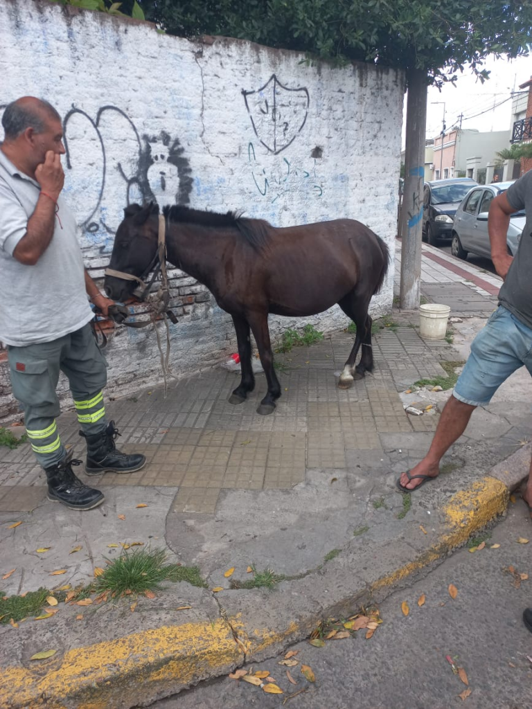 yegua preñada pleno centro contramano