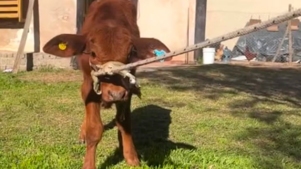 berni ternero mascota córdoba animal