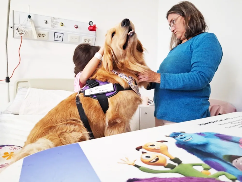 Saru y Cora: las perras golden que acompañan a niños internados en el Hospital de Niños de La Plata