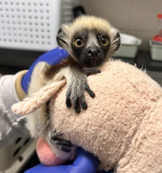 junius bisniesto zaboomafoo lémur sifaca