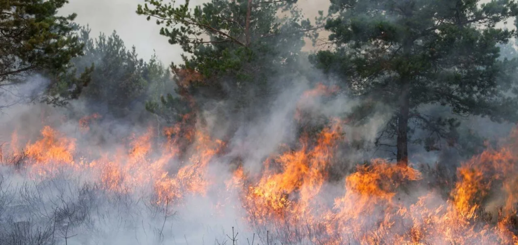 ucr incorporar ecocidio código penal incendios forestales