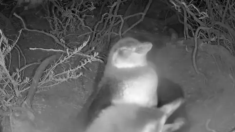 conicet streaming chubut pingüinos magallanes