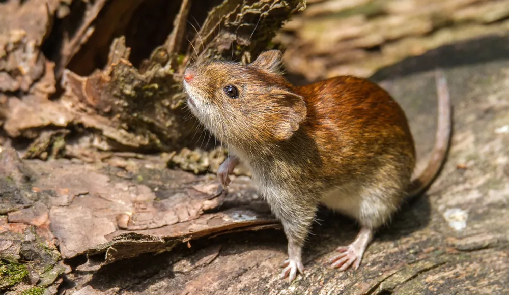 Hantavirus: murió un hombre en Mar del Plata y ya son 23 los fallecidos en el país