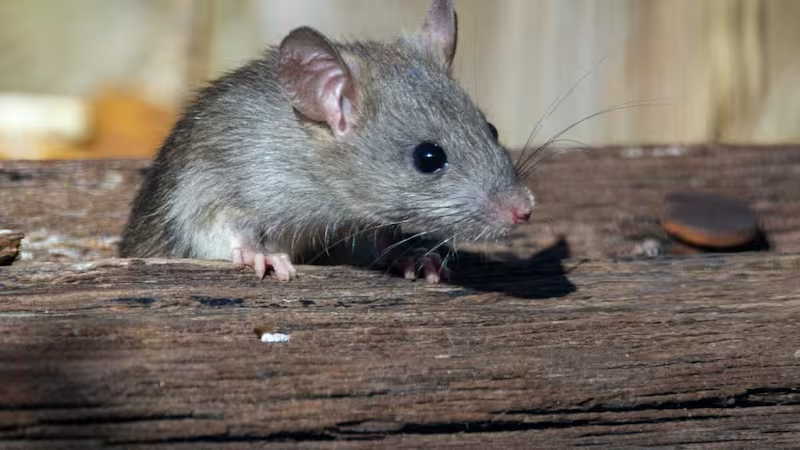 hantavirus Argentina
