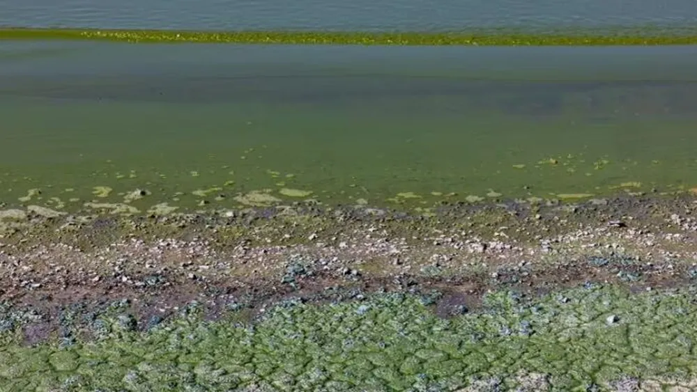 Lagunas bonaerenses en alerta “roja” por cianobacterias