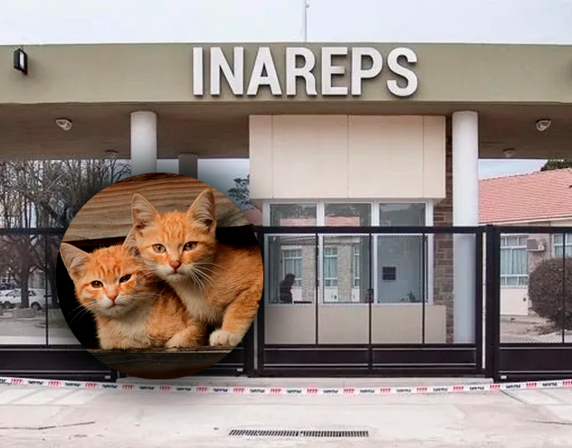 Insólito: en un hospital de Mar del Plata adoptaron gatos para espantar a las ratas
