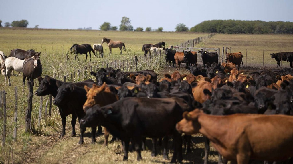 La exportación de carne absorbe más de la mitad del ganado criado en corrales