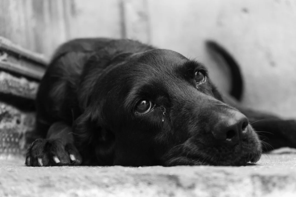 Maltrato animal en Río Negro: un hombre fue condenado por llevar a un perro con la boca atada y una cadena