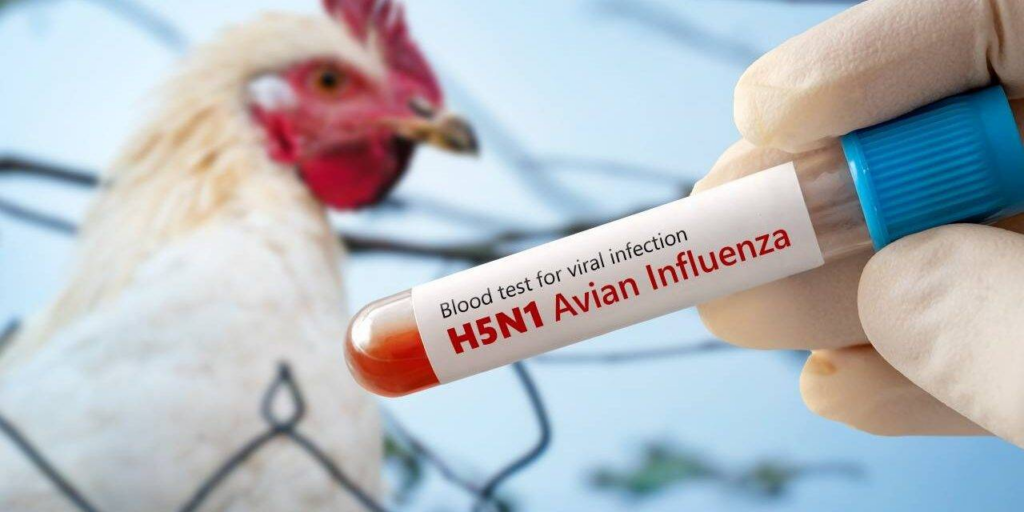 gripe aviar nuevo foco virus