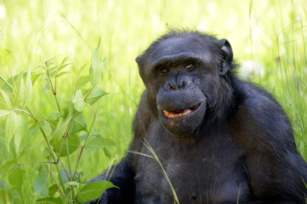 La Plata: murió Tomy, el chimpancé que vivió 46 años en el ex Zoológico