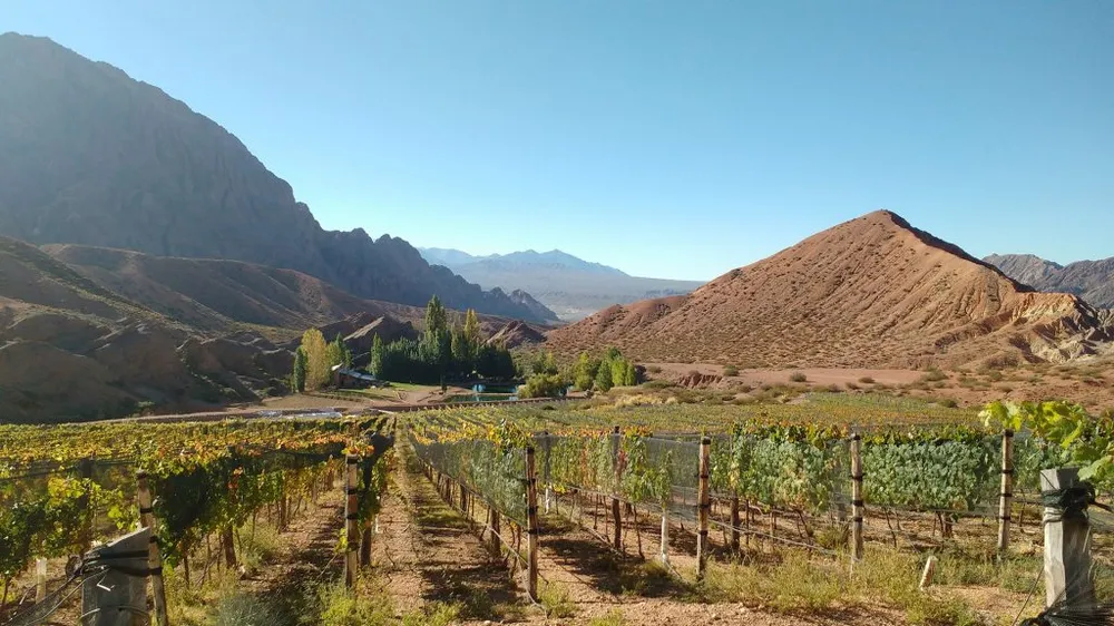 El consumo de vino cayó a su piso histórico en Argentina