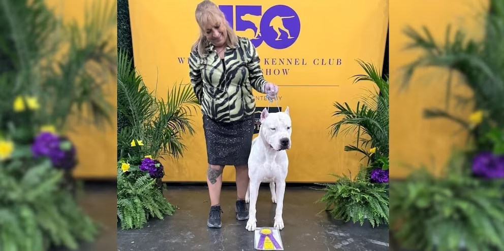 “Toky”, el Dogo Argentino que ganó el certamen canino más prestigioso del mundo