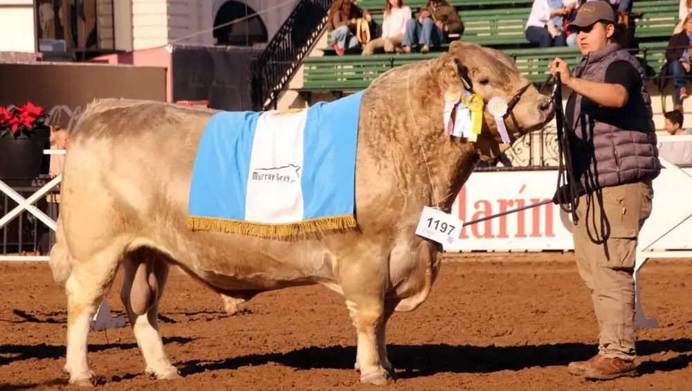 Histórico: un toro bonaerense se consagró campeón mundial