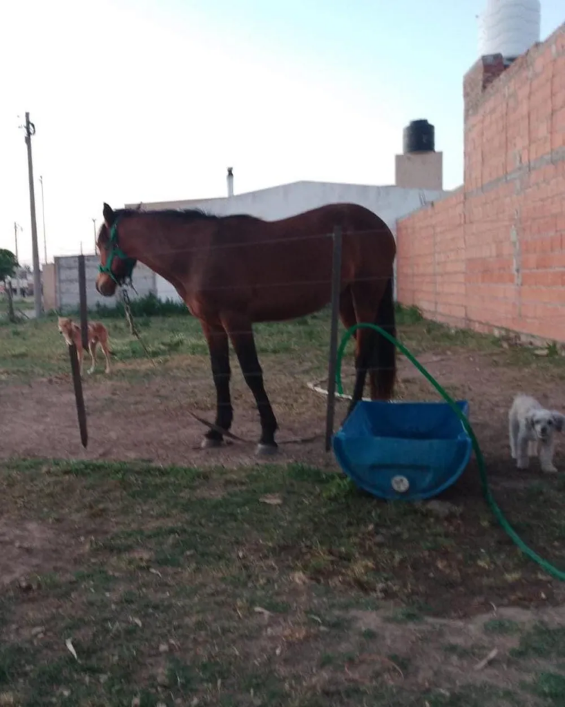 Fuerte temporal en Coronel Dorrego: murió una yegua alcanzada por un rayo