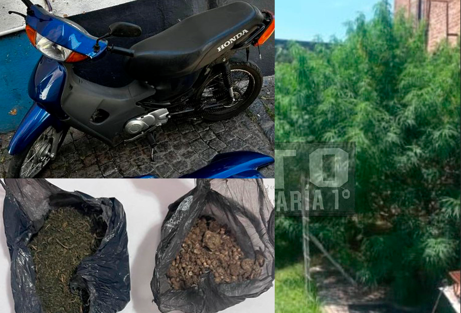 Allanaron por una moto robada y se encontraron con dos plantas de marihuana de casi dos metros en B° Oeste