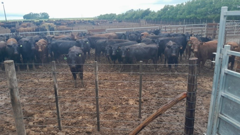 Santa Fe: recuperaron 161 vacas robadas al influencer “La Joya Agro” y buscan a un sospechoso