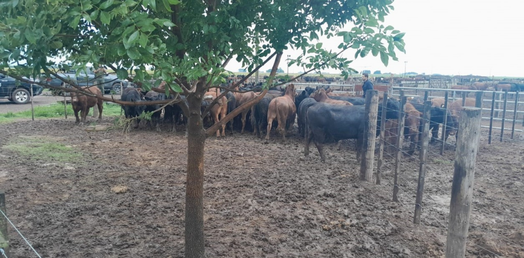 Santa Fe: recuperaron 161 vacas robadas al influencer “La Joya Agro” y buscan a un sospechoso