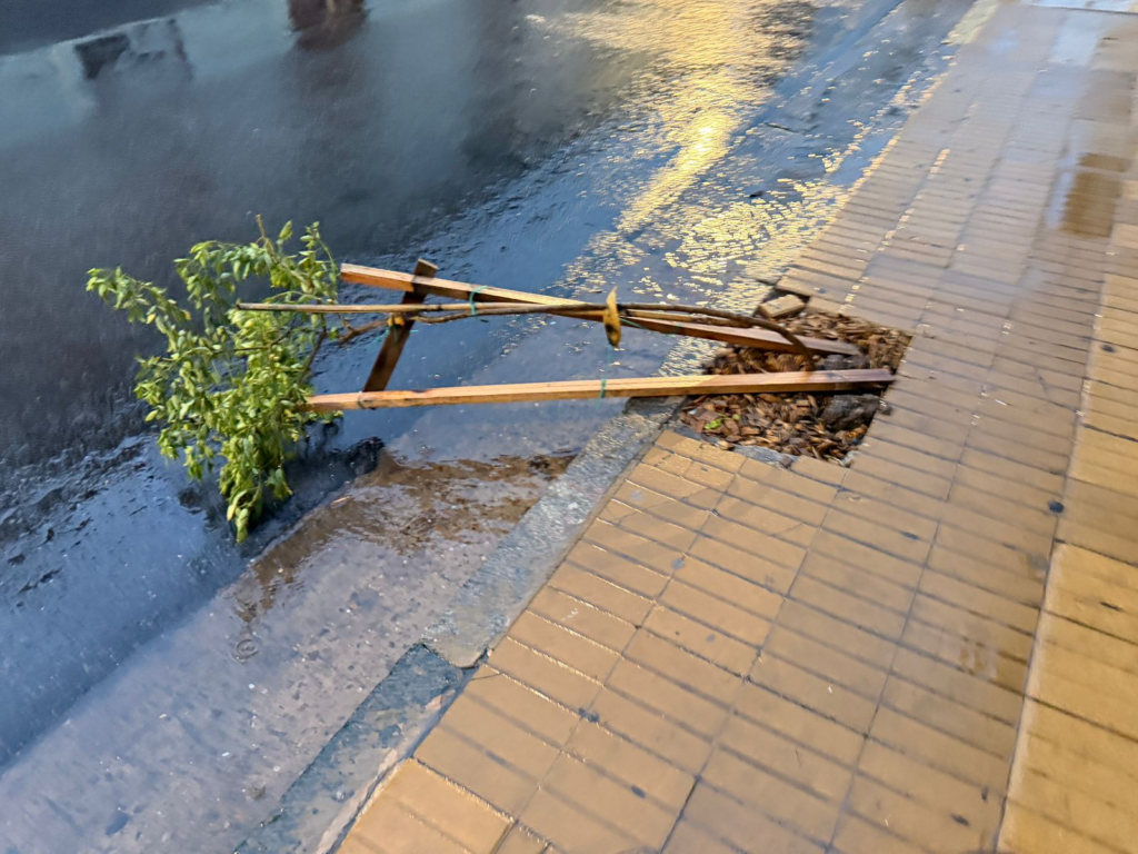 hombre dañó árboles centro colectivo