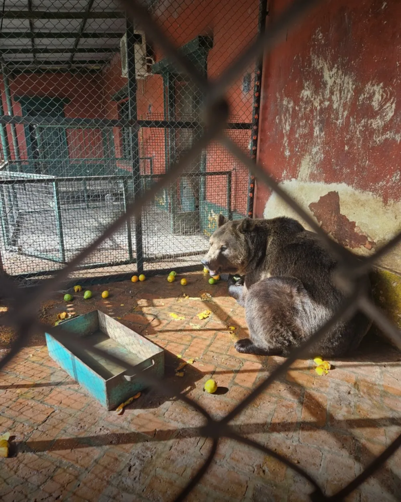 Los dos osos y la tigresa del exzoológico de Luján ya fueron trasladados a santuarios en Europa