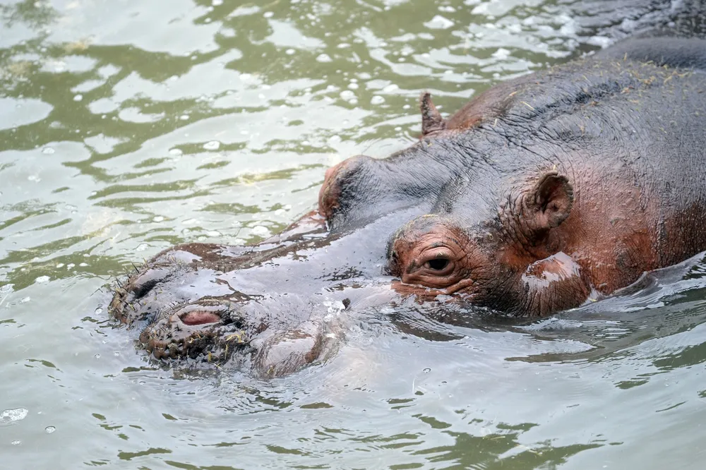 Murió Hipólito, el hipopótamo del Bioparque de La Plata que vivía en el predio desde 2008