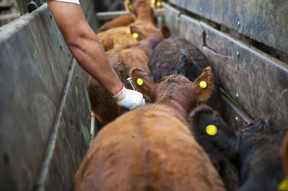 El Senasa habilitó a los productores a elegir libremente al veterinario para la vacunación del ganado