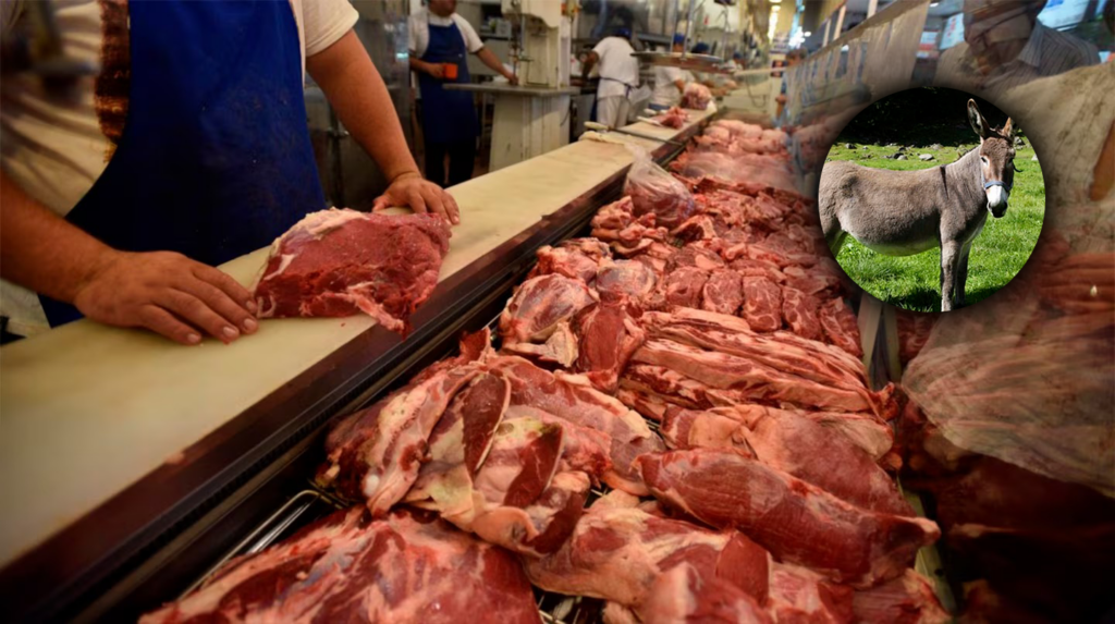 carne de burro