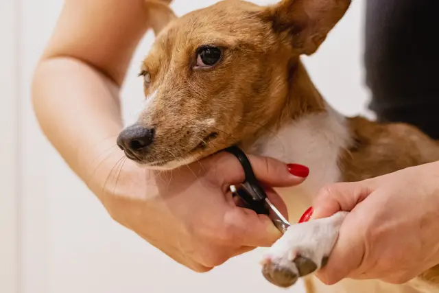 peluquerías caninas San Nicolás profesionales