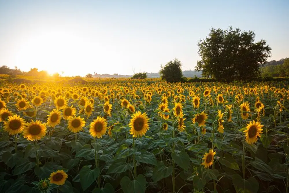 Récord del agro: la molienda de girasol superó las 564 mil toneladas en marzo