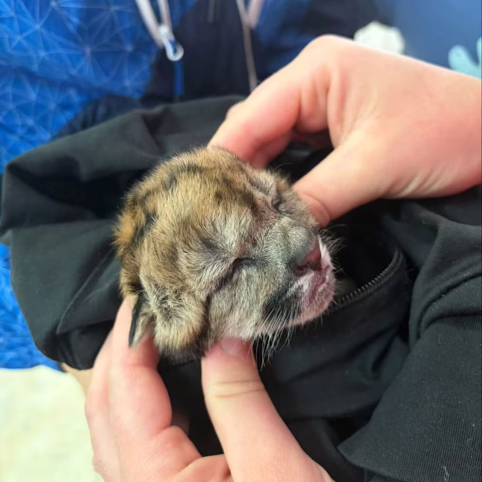 Una gata adoptó a un cachorro de puma tras la muerte de su madre en un atropello en Nahuel Huapi