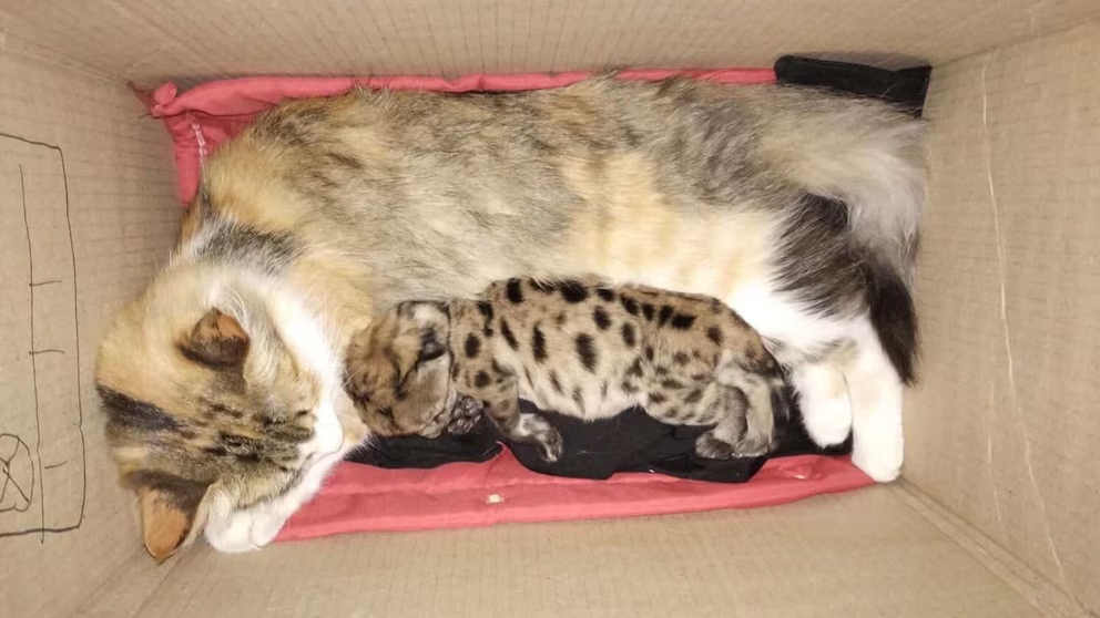 Una gata adoptó a un cachorro de puma tras la muerte de su madre en un atropello en Nahuel Huapi