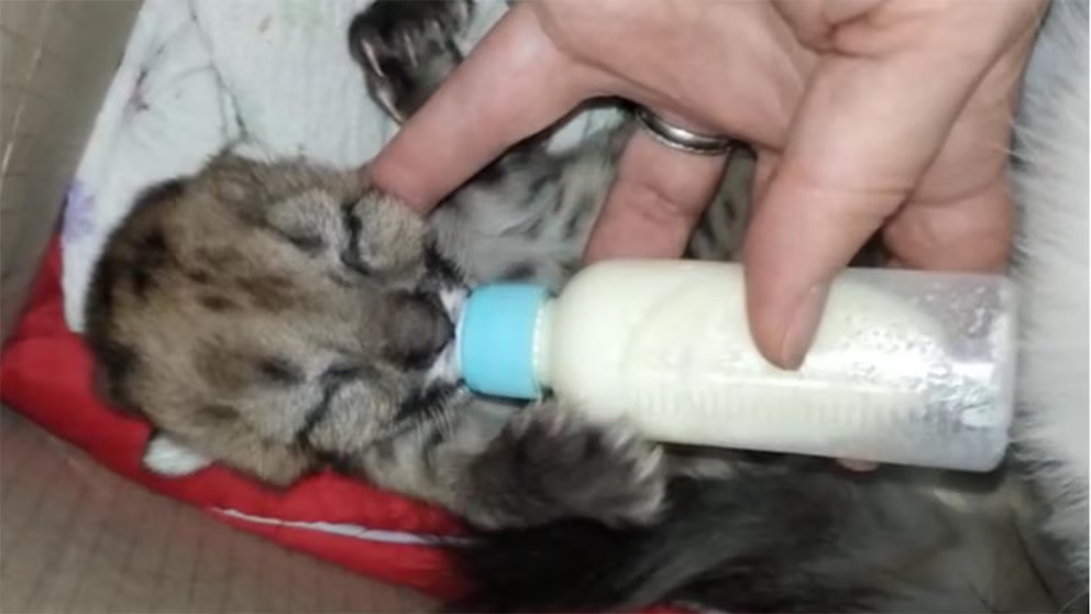 Una gata adoptó a un cachorro de puma tras la muerte de su madre en un atropello en Nahuel Huapi