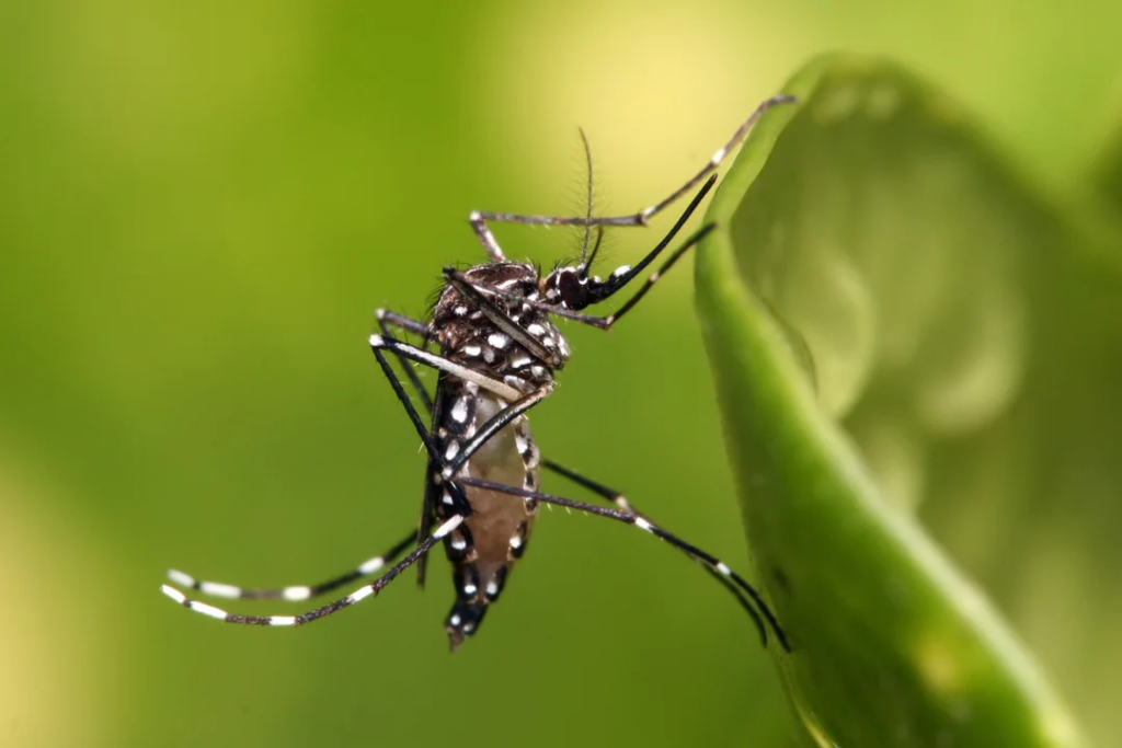 Investigan la respuesta inmune de la vacuna contra el dengue en personas mayores de 60 años