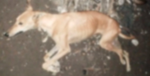 Nuevo envenenamiento masivo de perros en Bolívar: murieron 11 animales