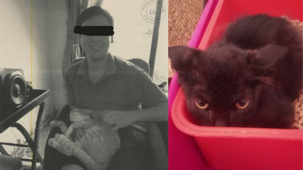gatos