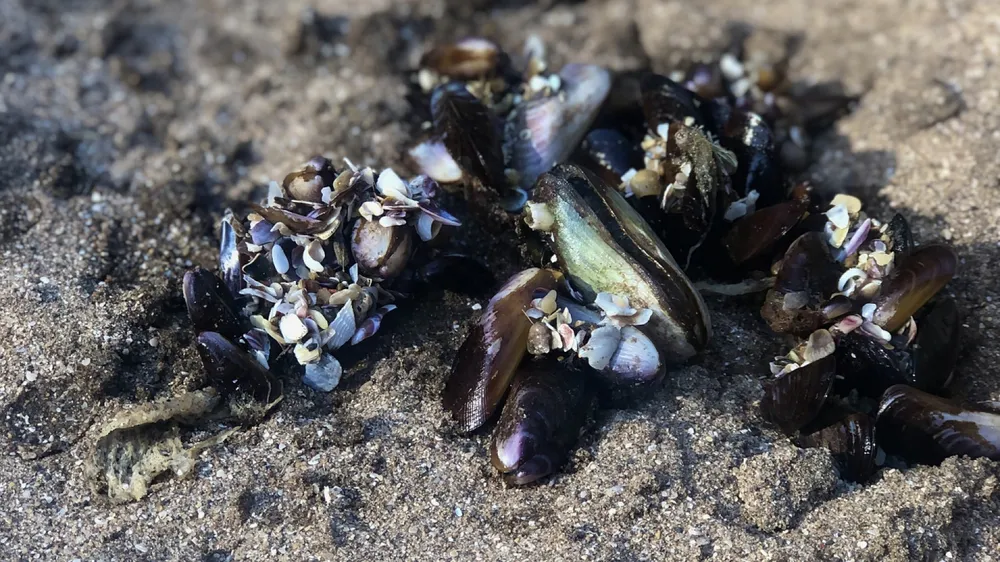 El SENASA pidió no consumir mariscos aparecidos en las playas tras el temporal