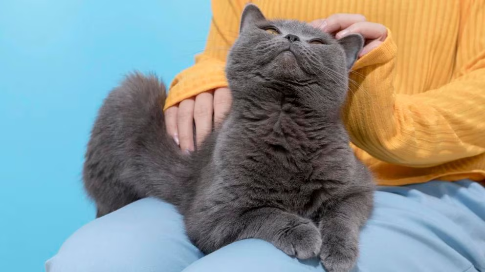 felinos gatos dormir personas ciencia
