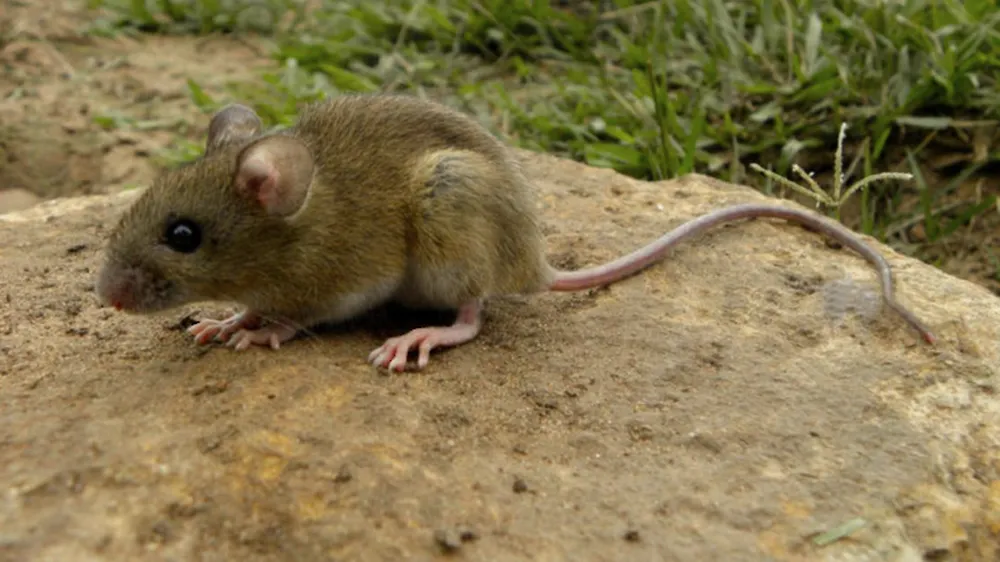 Alerta por hantavirus: la Provincia confirmó un brote con más casos y fallecidos