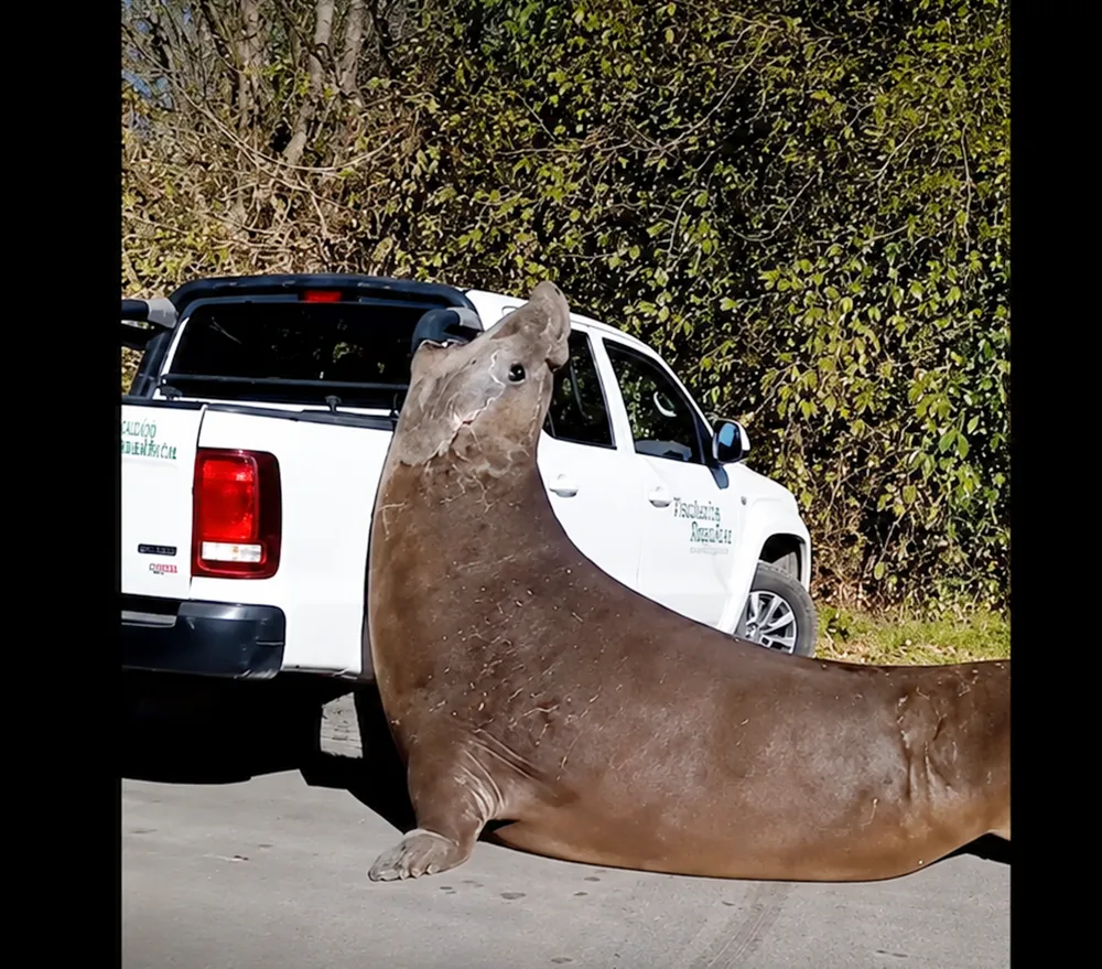 Rescataron al elefante marino que apareció en Ensenada y volvió al mar