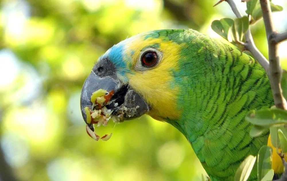 Psitacosis: la enfermedad que transmiten los loros y otras aves que volvió a resonar en centros de salud