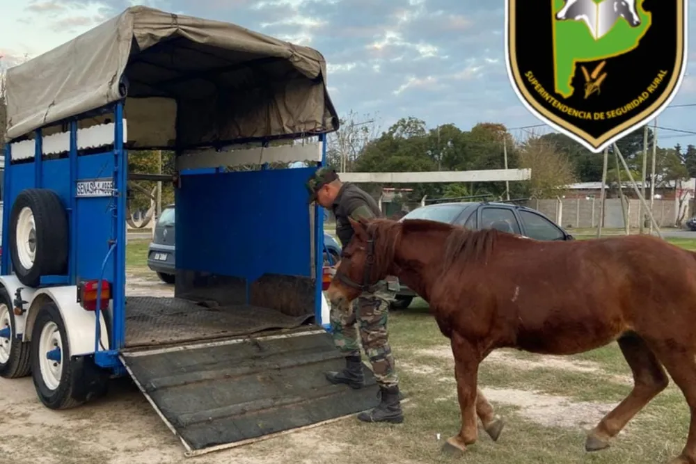 Rescataron un caballo tras una denuncia por maltrato animal en Alejandro Korn