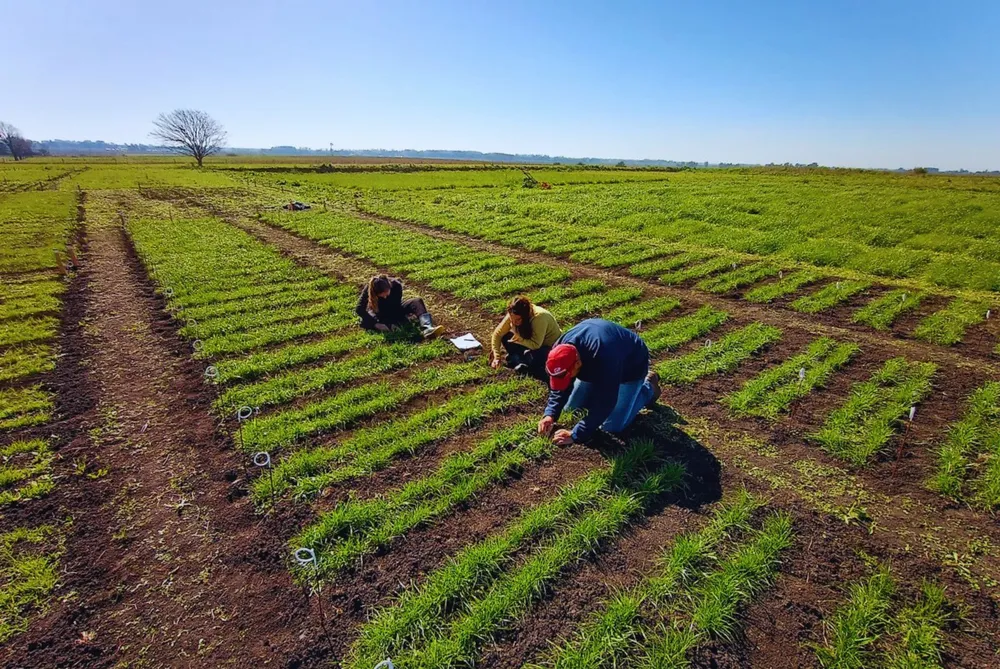 El INTA presentó tres nuevas variedades de raigrás anual para fortalecer la producción forrajera