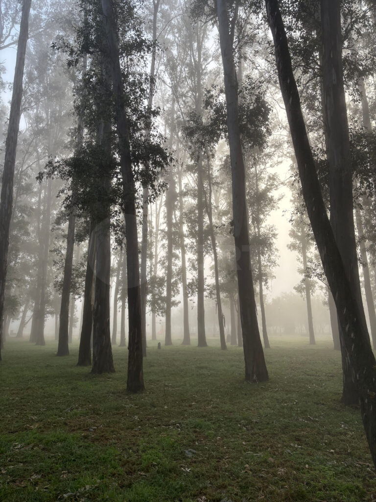 Alerta violeta en la ciudad: el Servicio Meteorológico Nacional advirtió por niebla para miércoles y jueves