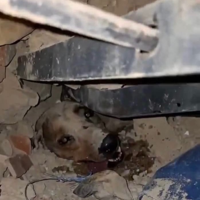perro Venezuela