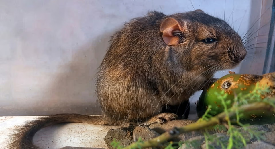 Hito mundial en Córdoba: científicos argentinos descubren un mamífero desconocido para la ciencia
